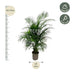 Areca-Palme (Dypsis Lutescens) 150cm, Topf ø21-24cm Bild 2