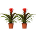 Guzmania Hope 2er Set: Tropische Blütenpracht für Ihr Zuhause Bild 1