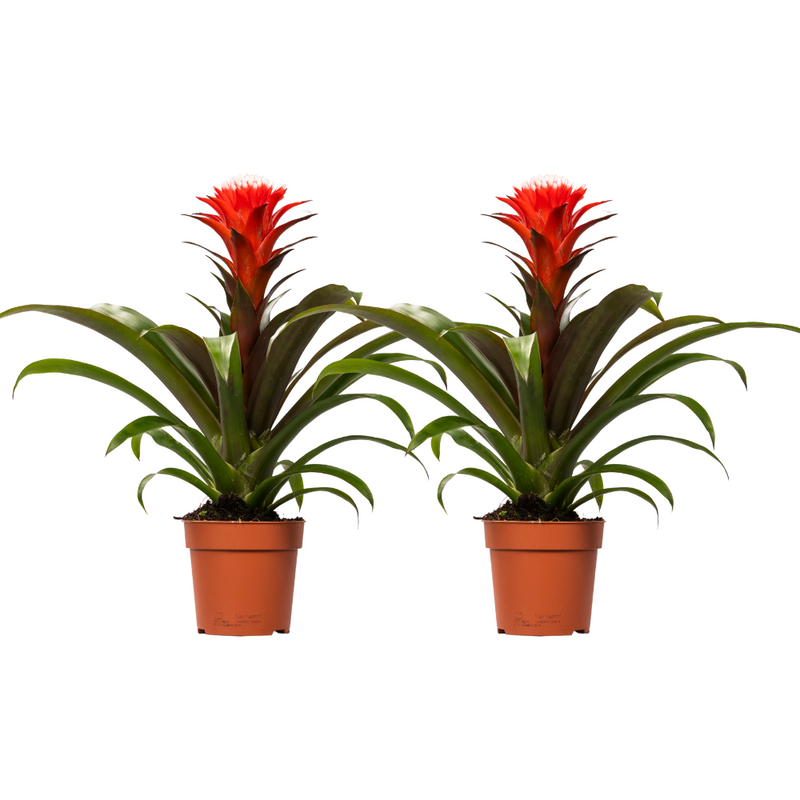 Guzmania Hope 2er Set: Tropische Blütenpracht für Ihr Zuhause