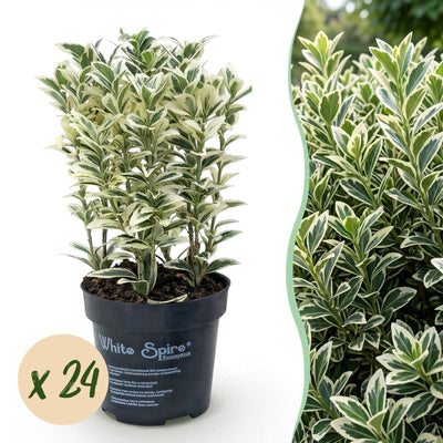 Green boutiQ - 24x Euonymus japonicus White Spire - Kardinalskappen - Heckenpflanzen - Immergrün - Weiß - Grün - Topf 9cm - Höhe 20-30cm