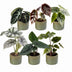 Baby Alocasia Familie: 6 Tropenpflanzen Mix, Ø6cm Töpfe Bild 2