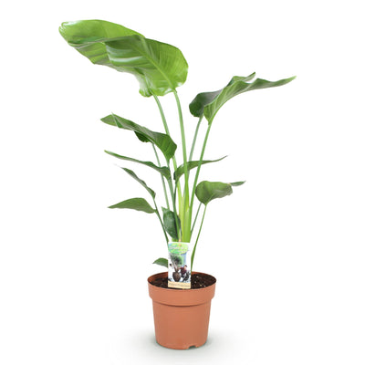 Green boutiQ - Zimmerpflanzen - Stelitzia Nicolai - Paradiesvogelblume - Wenig Pflege - Grün - 1 Pflanze - Topf 21cm - Höhe 110-120cm