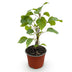 Hydrangea arborescens 'Annabelle' - Winterharte Hortensie, weiß, 12cm Topf Bild 2
