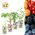 GreenboutiQ Obstpflanzen-Set: 8 Beerensträucher für Garten & Balkon Bild 1