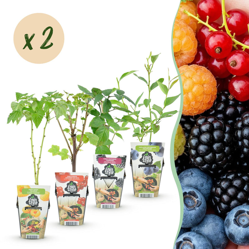 GreenboutiQ Obstpflanzen-Set: 8 Beerensträucher für Garten & Balkon