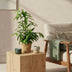 Green boutiQ - Zimmerpflanzen - Dracaena surculosa - Drachenbaum - Wenig Pflege - Grün - 2 Pflanzen - Topf 17cm - Höhe 60-70cm Bild 5