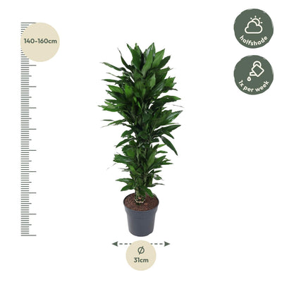 Dracaena Janet Lind verzweigt – 120 cm