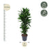 Dracaena Janet Lind verzweigt – 120 cm Bild 2