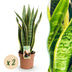 Green boutiQ: 2x Sanseveria Laurentii Zimmerpflanzen, pflegeleicht Bild 1