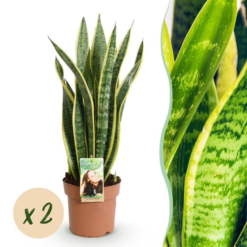 Green boutiQ: 2x Sanseveria Laurentii Zimmerpflanzen, pflegeleicht