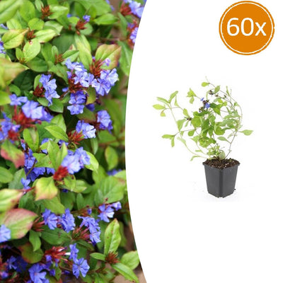 60x Ceratostigma plumbaginoides Bodendecker - 10-25cm - Ø9cm