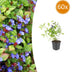 60x Ceratostigma plumbaginoides Bodendecker - 10-25cm - Ø9cm Bild 1