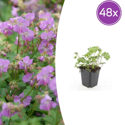 48x Storchschnabel 'Cambridge' - 10-25cm - Ø9cm