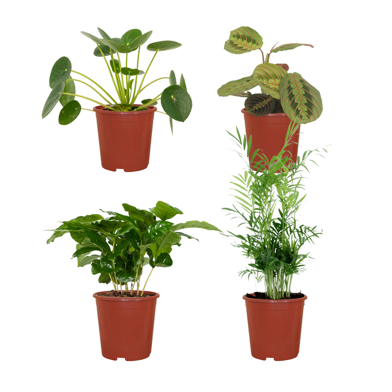 Tierfreundliche Zimmerpflanzen-Set (4er-Pack) - Ø12cm, H20-40cm