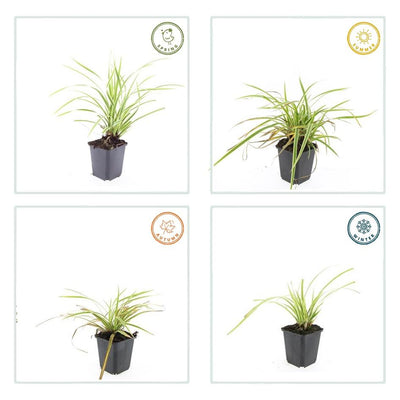 6x Carex morrowii 'Aureovariegata' - ↕10-25cm - Ø9cm