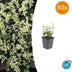 60x Euonymus fort. 'Harlequin' - ↕10-25cm - Ø9cm Bild 1