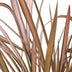 Phormium 'Pink Flamingo' – Pink Flamingoblume, 50cm hoch Bild 4
