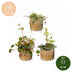 Baby Peperomia Mix (3x) Grün, Rot, Tropisch, Ø6cm Bild 5