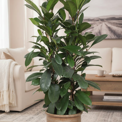 Ficus Cyathistipula - Großer Zimmerbaum, 180 cm