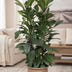 Ficus Cyathistipula - Großer Zimmerbaum, 180 cm Bild 2