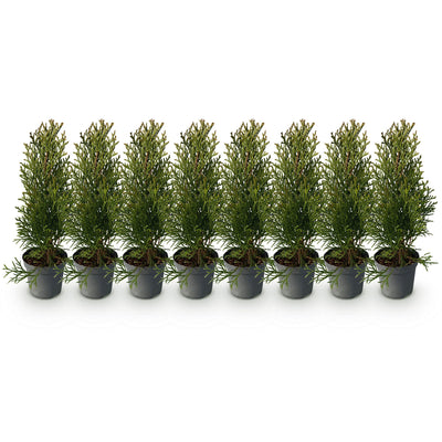 Thuja Smaragd Heckenpflanzen: 8 immergrüne Pflanzen für 1m Hecke