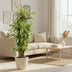 Dracaena Lemon Lime (150 cm) – Vibrant Foliage for Your Home Bild 3