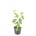Dogwood 'Midwinter Fire' Set of 48: Radiant Winter Color Bild 2