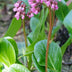 Bergenia cordifolia 'Herbstblüte' - Robuster Bodendecker mit rosa Herbstblüte Bild 5