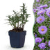 Green boutiQ - Perennial - Aster (D) Mediterranean - Sea Aster - Bee and Butterfly Attractors - Purple - 3 Plants - Pot 11cm - Height 15-25cm Bild 2