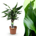 Drachenbaum Steudneri - Zimmerpflanze im 17cm Topf - 50-55cm Höhe Bild 1