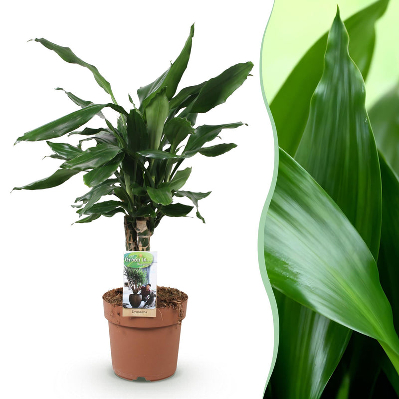 Drachenbaum Steudneri - Zimmerpflanze im 17cm Topf - 50-55cm Höhe