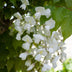 2x Wisteria floribunda 'Longissima Alba' - Weiße Glockenrebe Bild 3