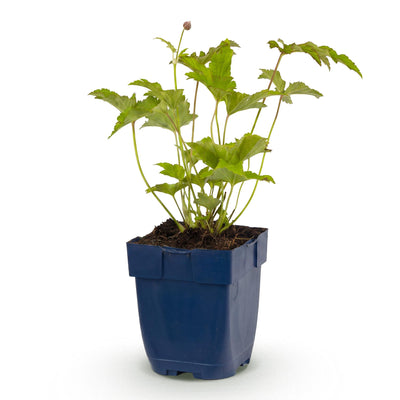 Green boutiQ - Staude - Anemone hybr. Hon. Jobert - Herbst-Anemone - Schatten - Weiß - 1 Pflanze - Topf 11cm - Höhe 15-25cm