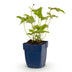 Green boutiQ - Staude - Anemone hybr. Hon. Jobert - Herbst-Anemone - Schatten - Weiß - 1 Pflanze - Topf 11cm - Höhe 15-25cm Bild 9