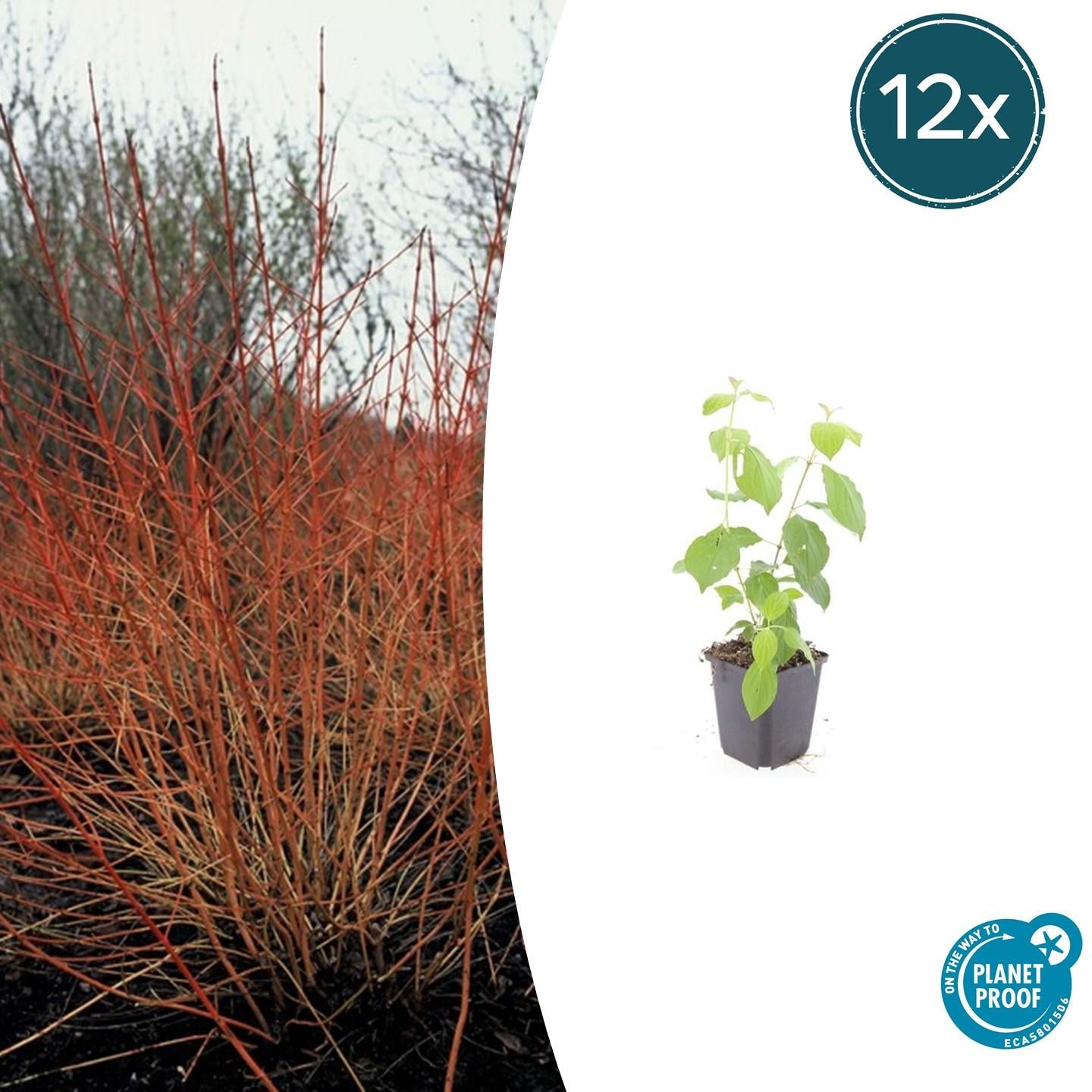 12x Cornus 'Midwinter Fire' - 10-25cm - Topf Ø9cm