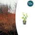 12x Cornus 'Midwinter Fire' - 10-25cm - Topf Ø9cm Bild 1