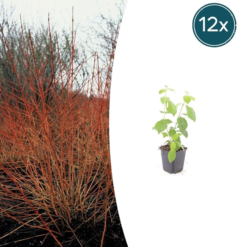 12x Cornus 'Midwinter Fire' - 10-25cm - Topf Ø9cm