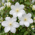 4x Clematis Jackmanii Huldine - Waldrebe Huldine - Weiß - Kletterpflanze - Ø9cm - ↕35cm Bild 3