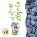 GreenboutiQ Honigbeere (Lonicera caerulea Kamtschatica), 6 Pflanzen Bild 1