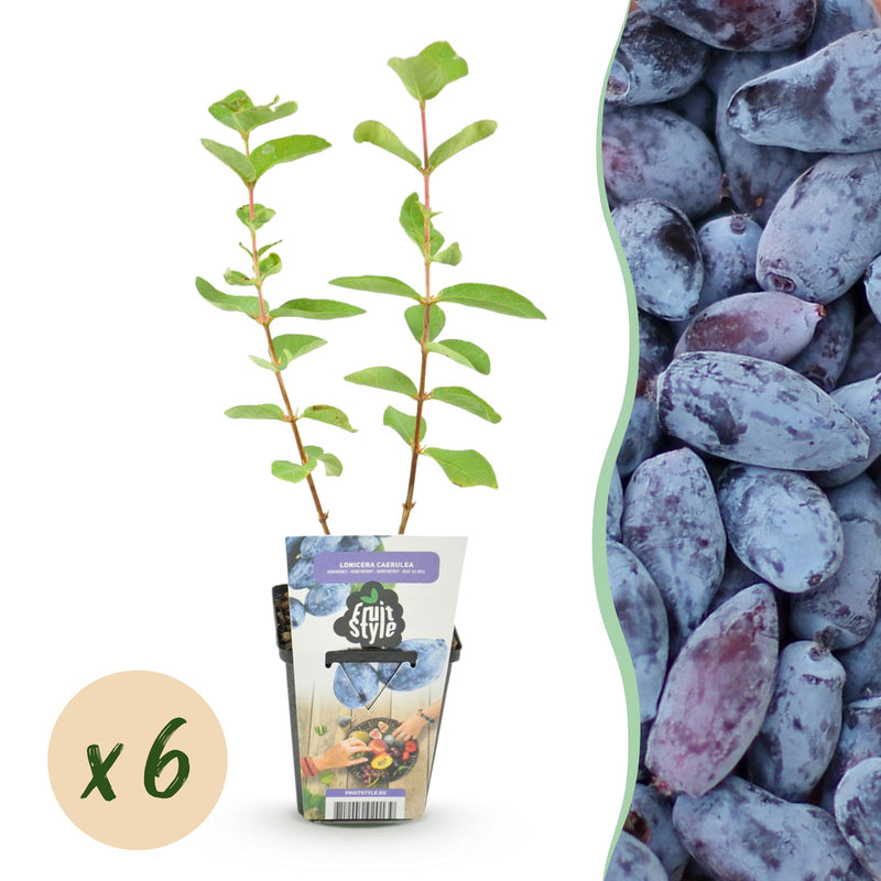 GreenboutiQ Honigbeere (Lonicera caerulea Kamtschatica), 6 Pflanzen