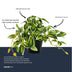 Kunstpflanze Tradescantia Grün/Weiß im Topf - 19cm Bild 5