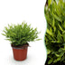 Green boutiQ Bamusa Pogonatherum Monica Bambusgras Topf 12cm Bild 1