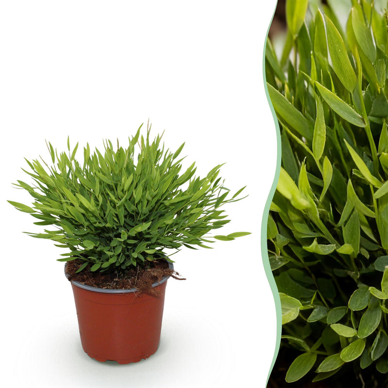 Green boutiQ Bamusa Pogonatherum Monica Bambusgras Topf 12cm