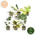 Baby Tropical Mix: 6x Exotische Zimmerpflanzen im Ø6cm Topf Bild 5