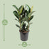 Ficus Elastica Robusta, Gummibaum - Ø27cm, ↕85cm Bild 2
