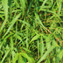 Japanischer Ahorn Koto-no-ito: Grün, 70cm, Topf 19cm Bild 6