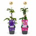 6x Clematis Duo Purple & Pink - Waldrebe Duo Lila & Rosa - Lila - Rosa - Weiß - Kletterpflanze - Ø9cm - ↕35cm Bild 2