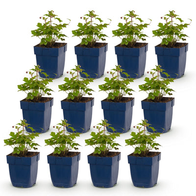 Green boutiQ - Perennial - Anemone Tricolor - Autumn Anemone - Shade - Dark Pink - Pink - White - 12 Plants - Pot 11cm - Height 15-25cm