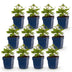 Green boutiQ - Perennial - Anemone Tricolour - Autumn Anemone - Shade - Dark Pink - Pink - White - 12 Plants - Pot 11cm - Height 15-25cm Bild 7
