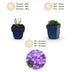 Green boutiQ - Perennial - Campanula portenschlagiana - Peachleaf Bellflower - Ground Cover - Pink - 3 Plants - Pot 11cm - Height 15-25cm Bild 4